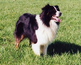 Outlaw's Blame it on Rio