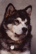 BISS,BIS,CH Cold Valley’s Silent Wolf