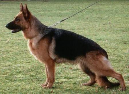 V2 (USA) Yani vom Christinen Brunnen