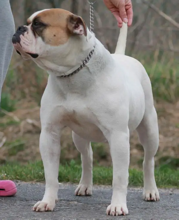 Bulls of Crown's Zombie