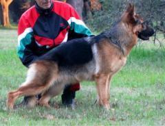 SELECCIÓN CLASE I Giena Vom Sirius Herrscherhaus