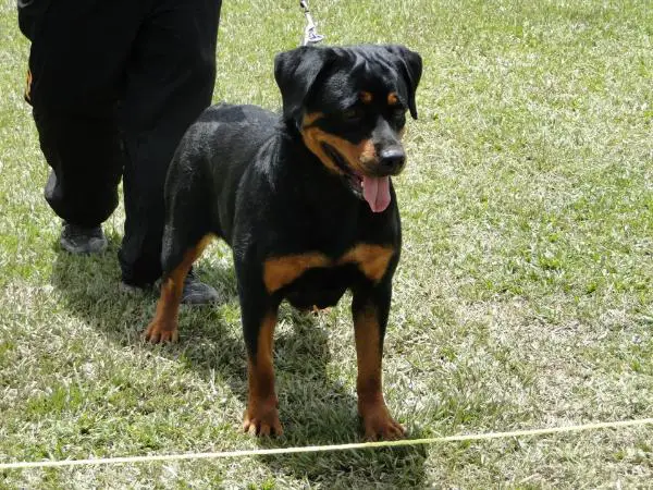 Electra Can Auladell