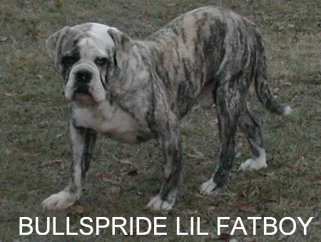 Bullspride Lil Fat Boy