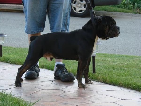 Pacific Blue's Demon