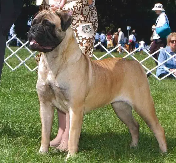 CH Shady Oak Ready To Tango