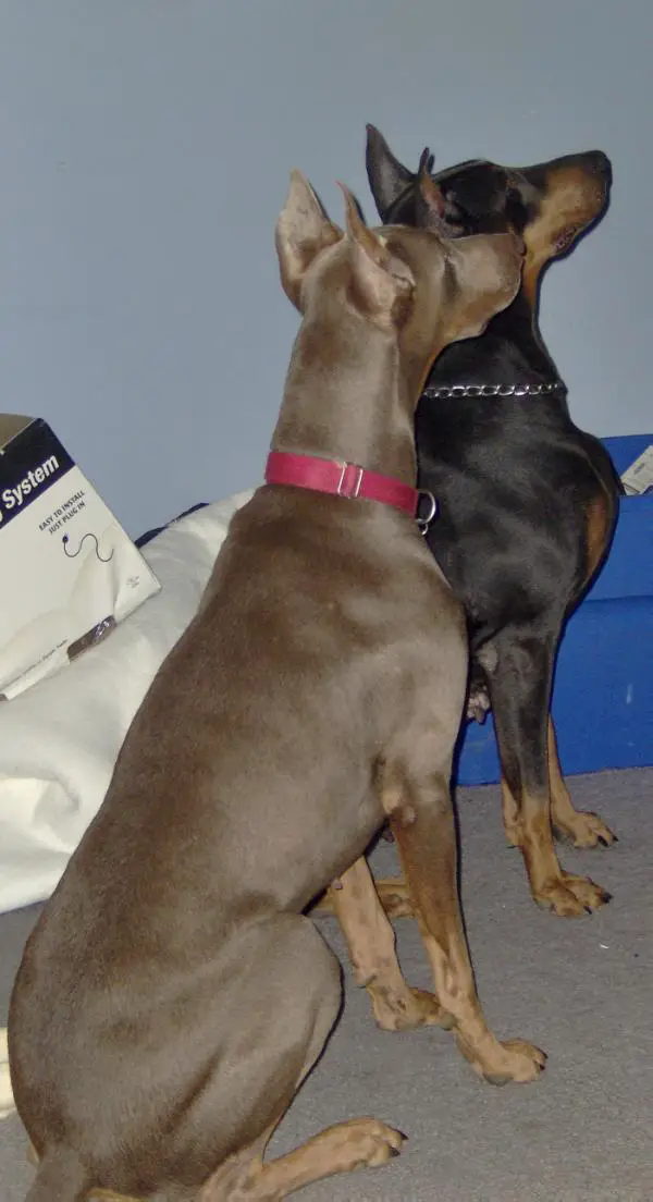 Luncford princess gracy