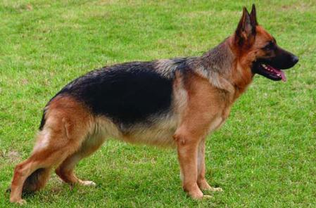 Farah von der Maleiche