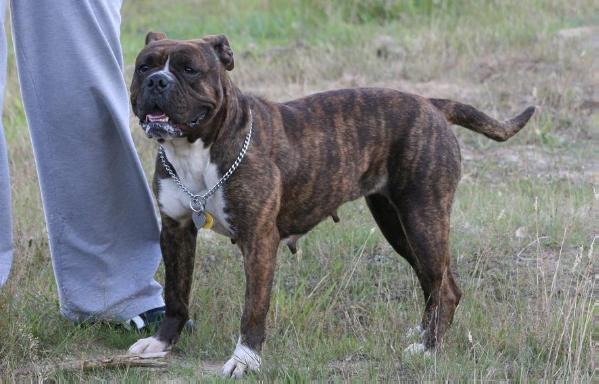 barrick's Bulldogge Kegan