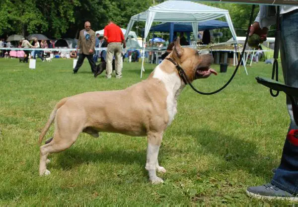 HJCH;HCH. Imperial Texas Hold'Em