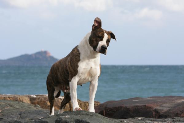 Armony de la Griffe du Dragon