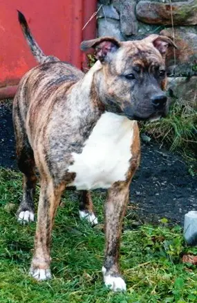 Amazing Joyce Pure Gina