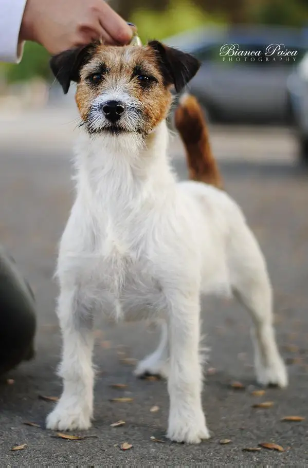 J CH, CH Gang Staff Gisele Bundchen