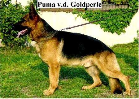 V Puma von der Goldperle