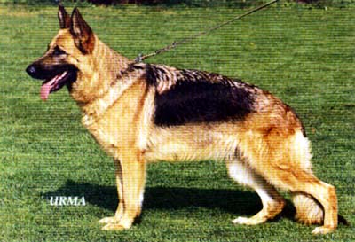 V32 (1994 BSZS) Falka von Dironca