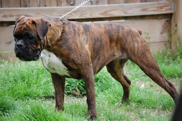 Layla Ali Von Der Garza