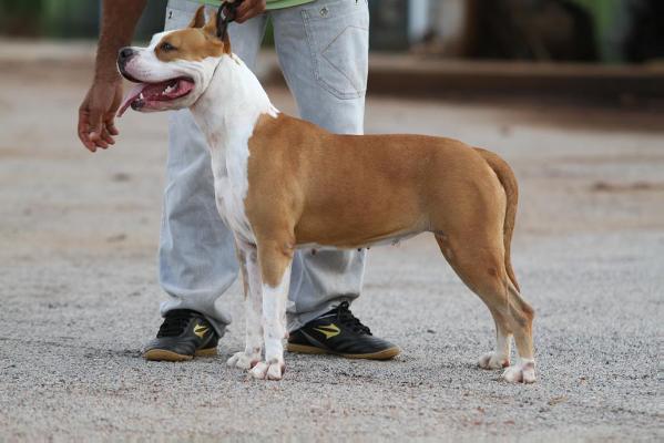 Zolotoi Angel Hranitel Fantastic Raquel