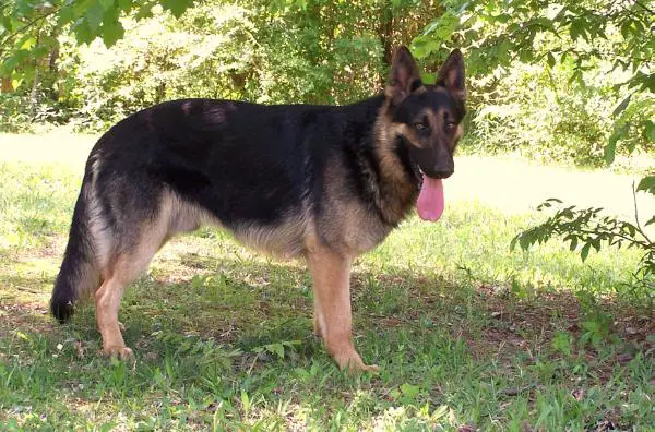 Blitz Vom Kieferwald II