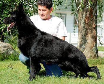 Schneiderhof's Blackstone