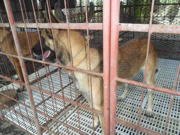 Jasmine Des Renegazu