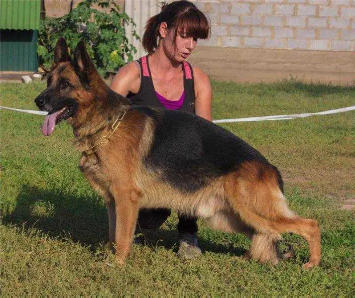 CH.KR CH.KZ 4-CACIB Amadeus plus Quattro (2010) 015145/KG0349