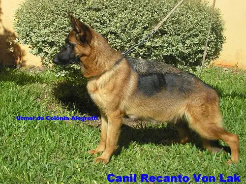 Urmel da Colonia Alegretti