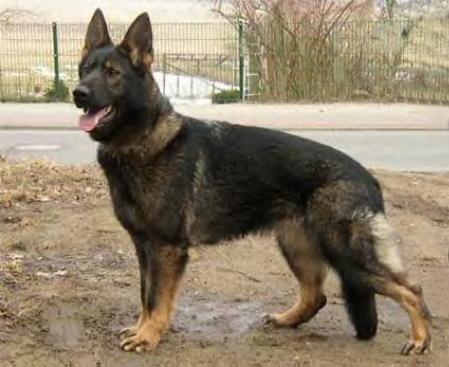 UKC CHAMPION Herzi vom Ödland