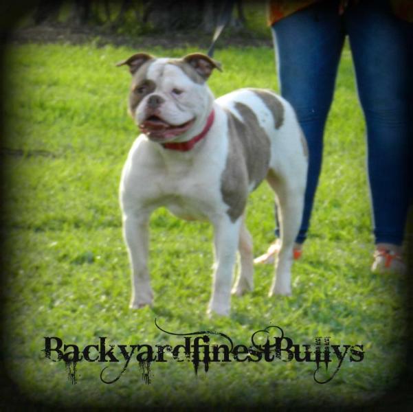 Byfb Beastie The Brutiful of Tough Enough