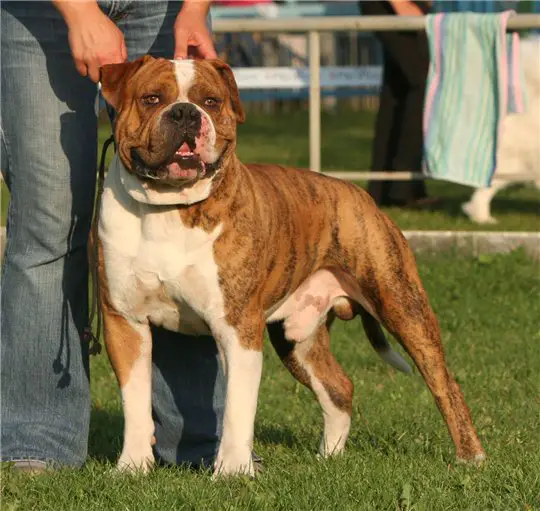 J Ch UA, Ch UA Manstopper's Maximus