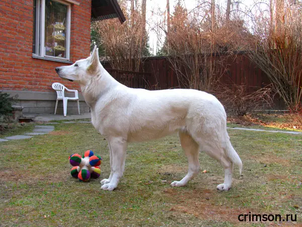 JCH RUS, CH RUS. Fantastic Kashmir Darina