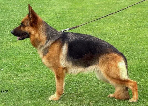 SG Wanka vom Ickerner Schlößle