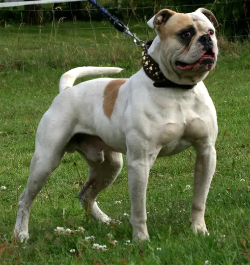 Freestyle's Doc Holiday