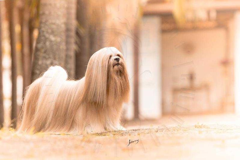 *GA* RMoretto Cane Hades