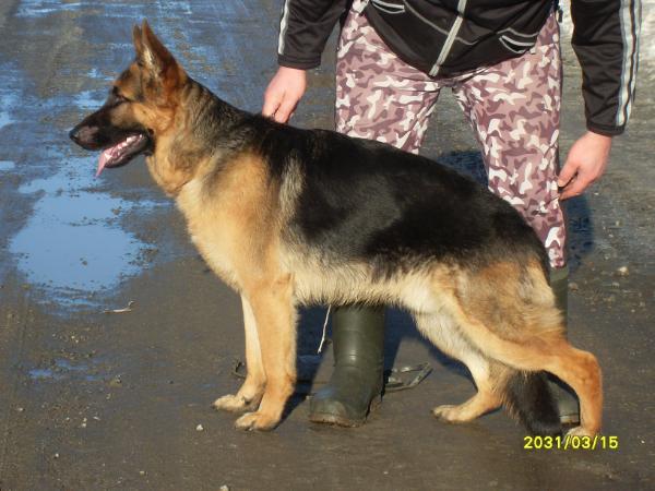 Platinumshepherd Ulk