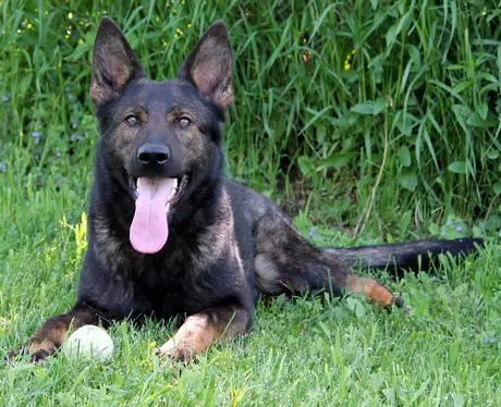 VuSassi von Schraderhaus