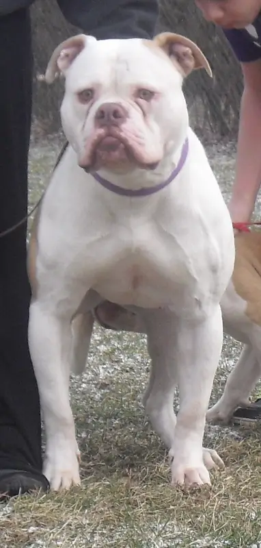 Bull Pull's Sunday Punch