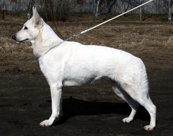 Alba-constellationum Frome Sauce Africa