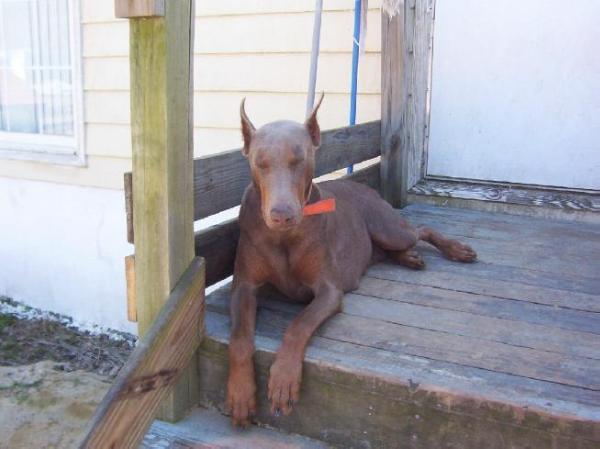 Harraden's Sandi Rose