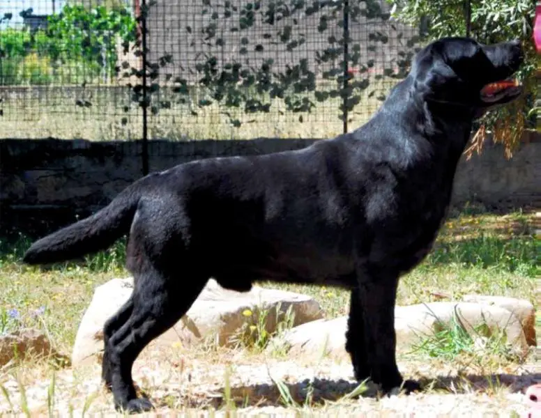 Celia's A Tribute To Ernesto Guevara