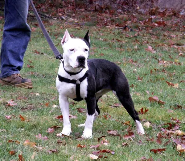 Cards Tacoma Pride Of Joliet