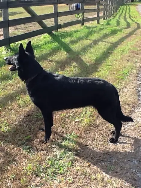 Arwen von Haus Licaro