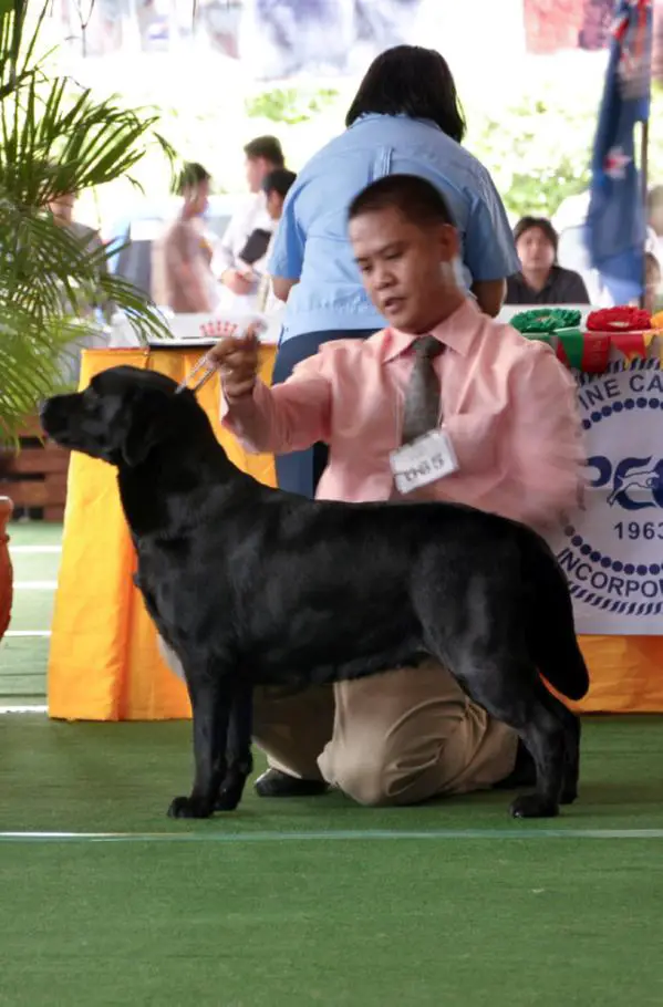 PH HOF / INT CH, BISS Sanctuary Mediangeles Manna