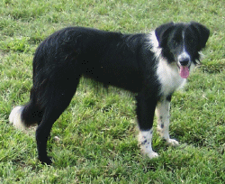 SADIE ABC 267047