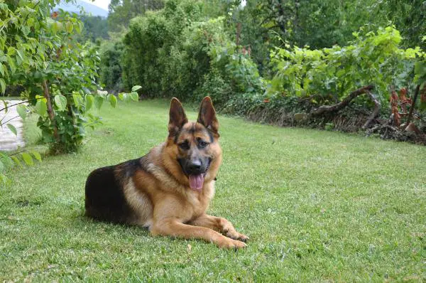 Barni