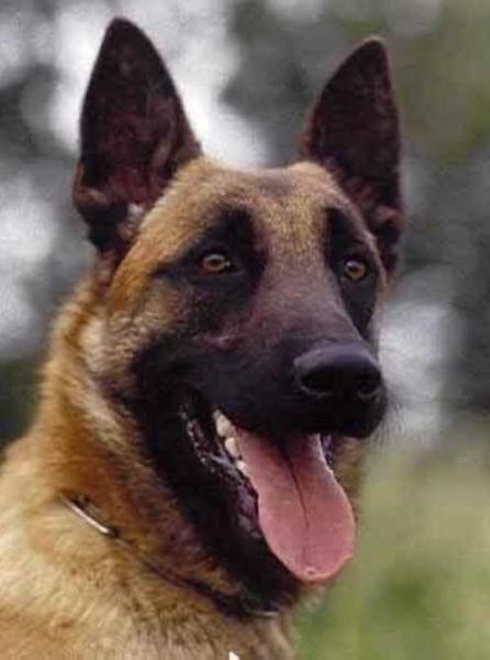 RING III G'Vitou Des Deux Pottois (Official) 1982 (476115) Malinois