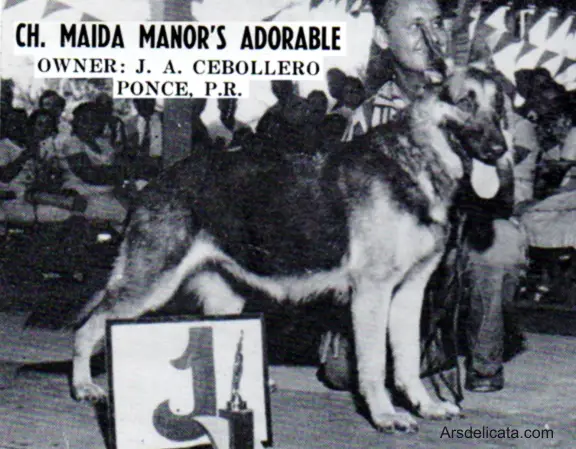 CH (US) Maida Manor's Adorable
