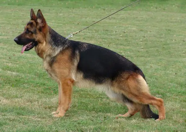 V1 Odessa von der Freiheit Westerholt