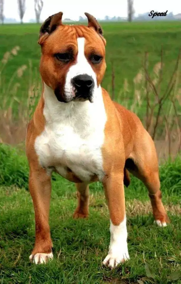 Moon Rock Landi's Stormy River