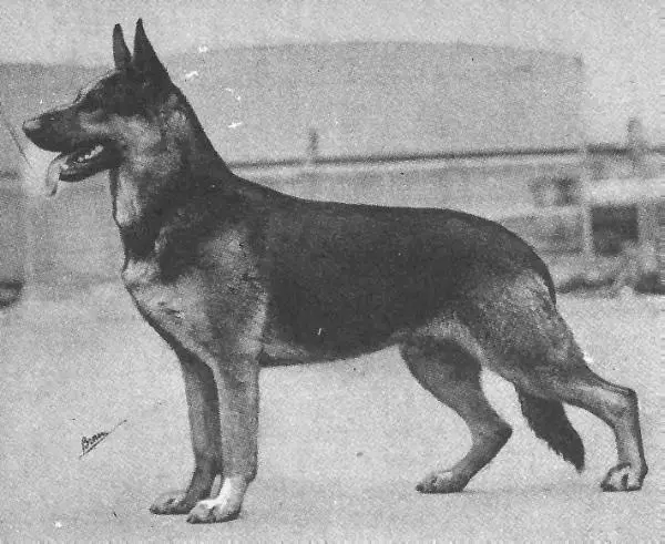 CH (US) Amigo von Hoheluft