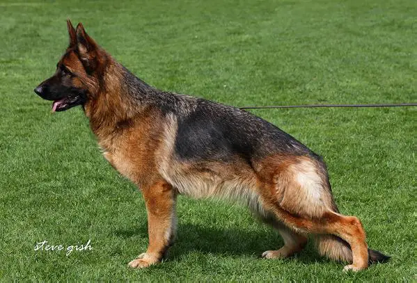 VA1 SSM 2016, FIN, NL SIEGER JHKL 2013 Kranichzug Ulla