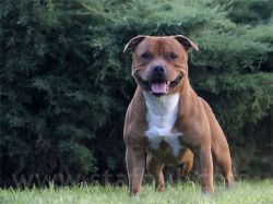 Eduard Van Slade Czech